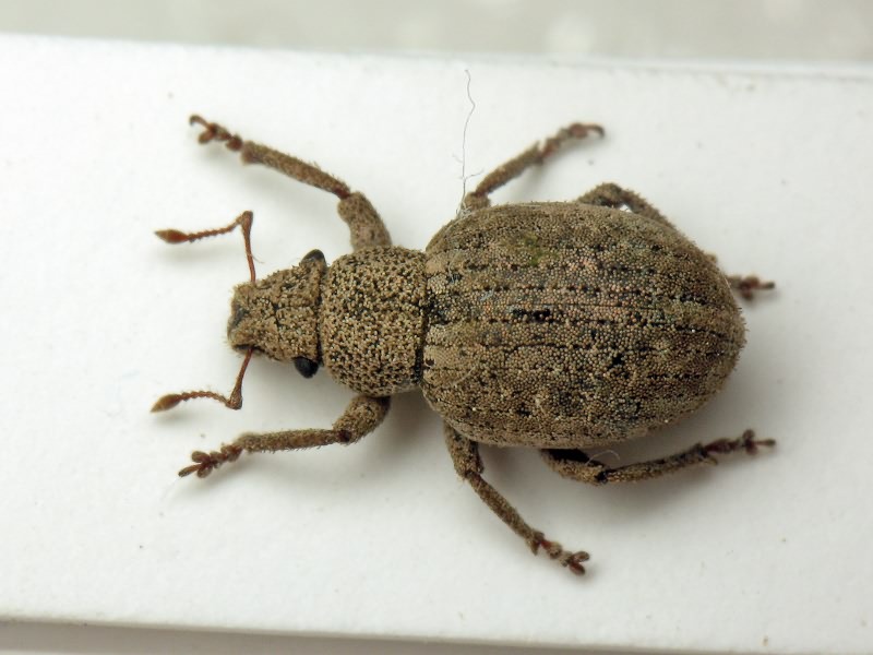Strophosoma capitatum (De Geer, 1775)